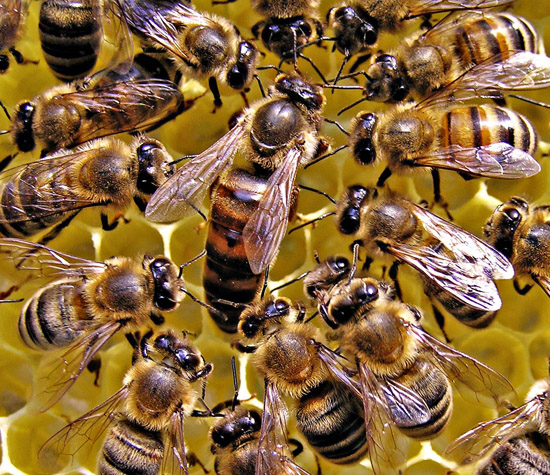 194-06-bee-queen