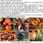 067-12-amerikadan-gelen-seyler-domates-patates-tutun-hindi-cacao